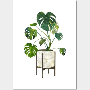 Monstera decliciosa Posters and Art